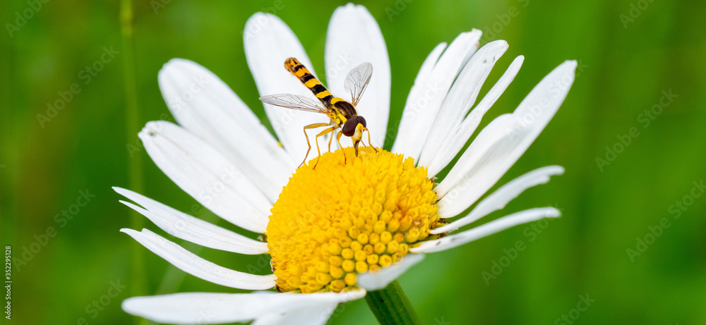 Schwebfliege auf Margerite im Sommer Schwebfliege auf Margerite im Sommer