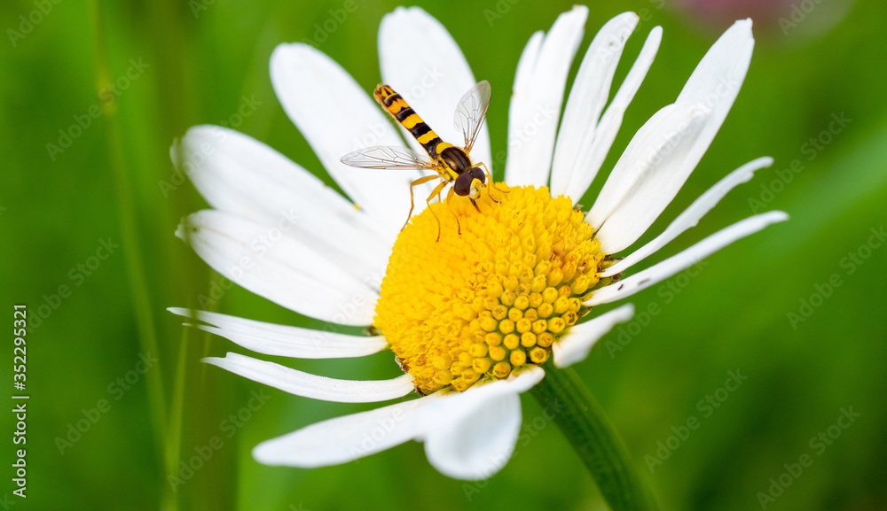 Schwebfliege auf Margerite im Sommer Schwebfliege auf Margerite im Sommer