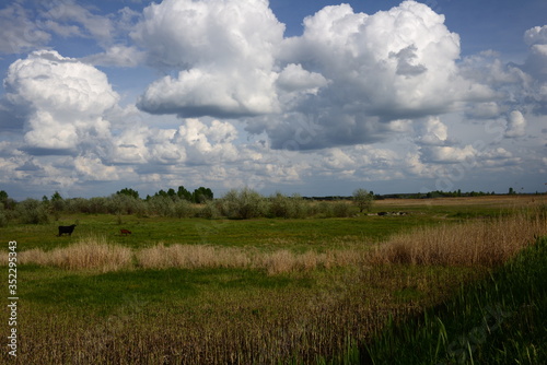 Wide green meadow with bright blue sky, beautiful cumulus clouds, summer background