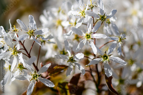 Tableau sur toile Beautiful white downy serviceberry blooms on a summer day.
