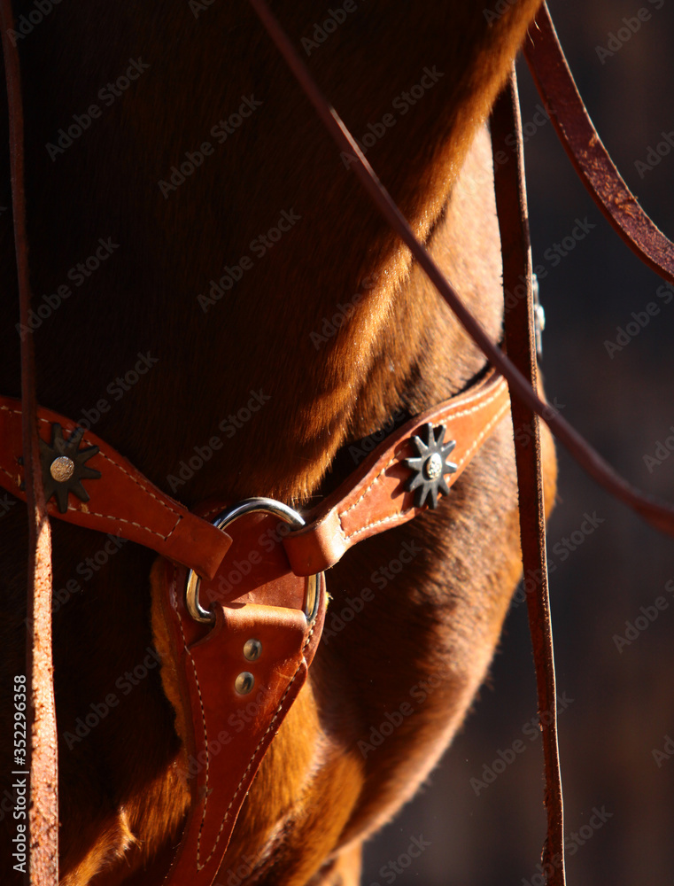 Horse western amunition closeup