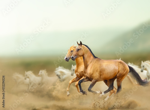 Obraz na płótnie Beautiful wild horses in prairies w salonie