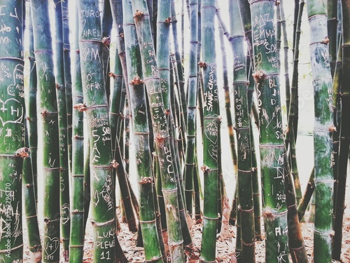 Tableau sur toile Detail Shot Of Bamboos