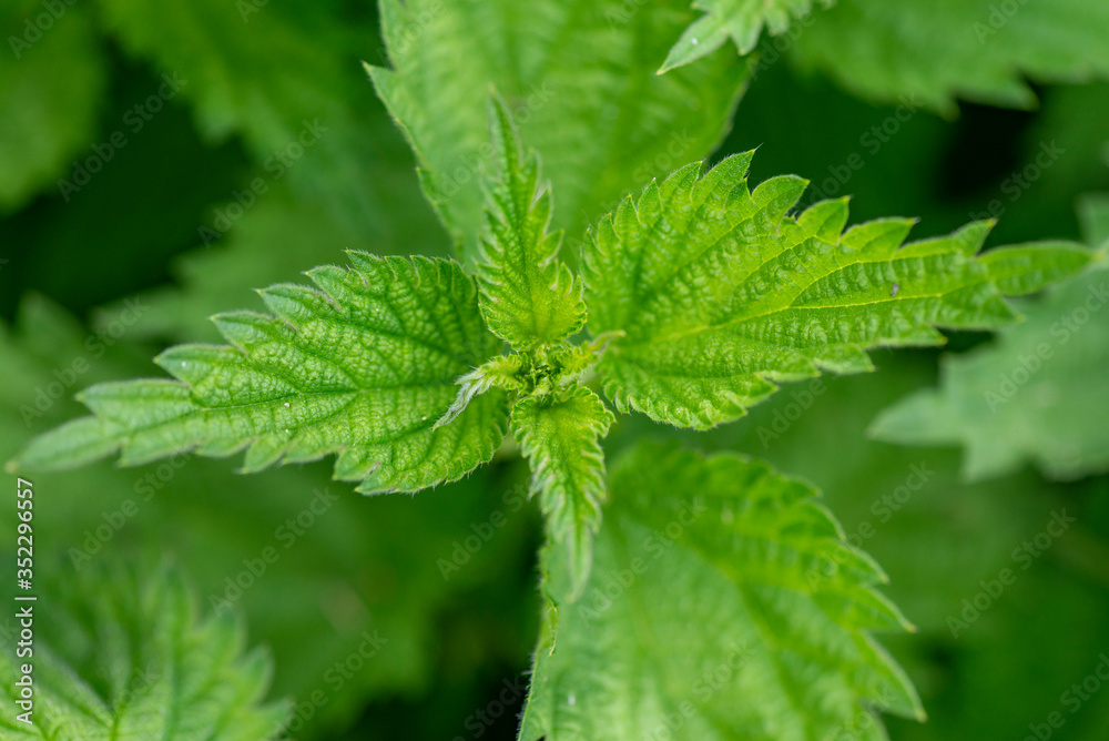 Urtica dioica, often called common nettle or stinging nettle Urtica dioica, often called common nettle or stinging nettle
