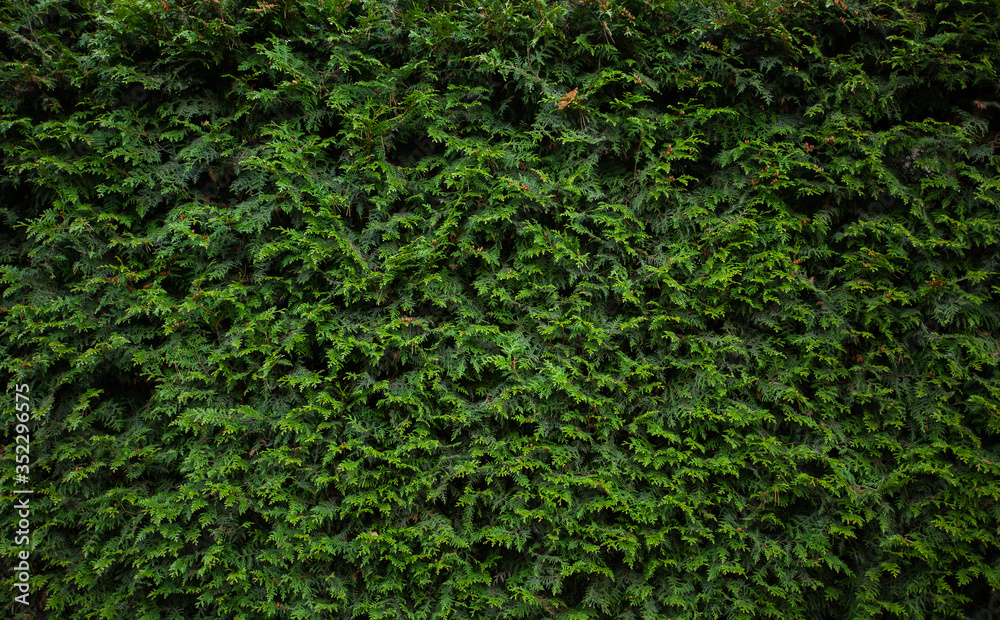 green background of fir branches, beautiful and natural green background of fir branches, beautiful and natural