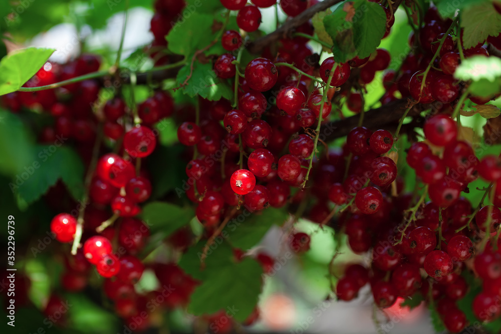 ripe berries of a currant on a green bush. seasonal vitamins ripe berries of a currant on a green bush. seasonal vitamins