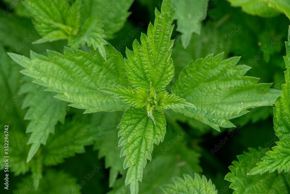 Urtica dioica, often called common nettle or stinging nettle Urtica dioica, often called common nettle or stinging nettle