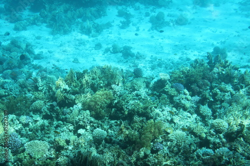 coral  water  ocean