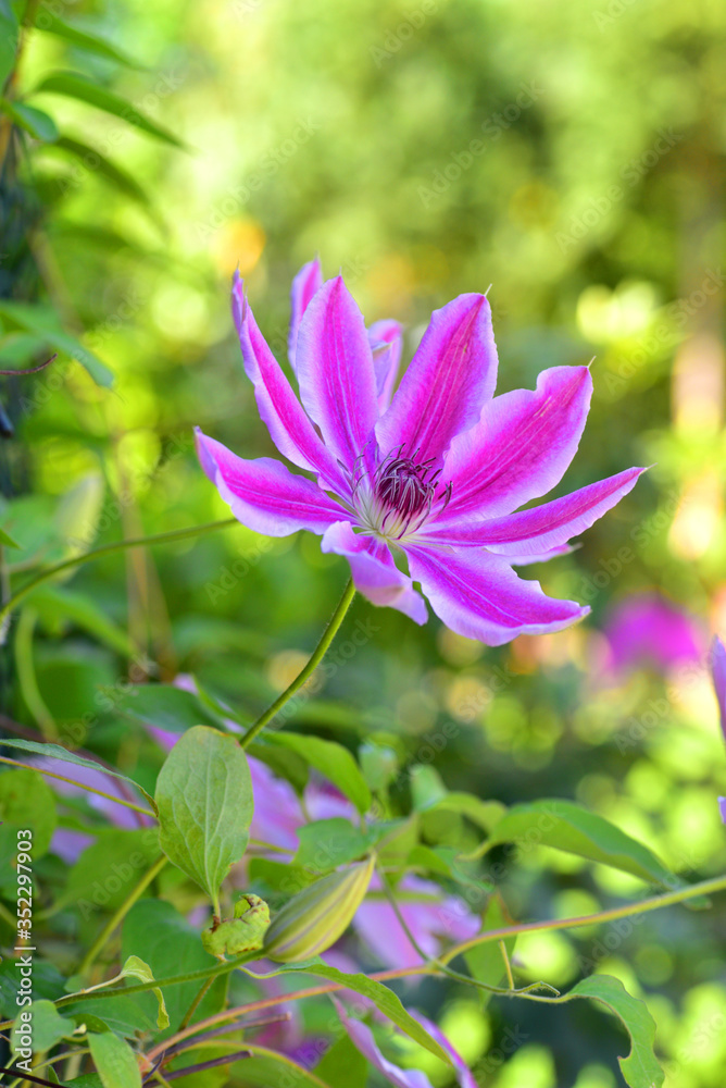 Clematis Dr Ruppel, Klematis-Waldrebe Clematis Dr Ruppel, Klematis-Waldrebe
