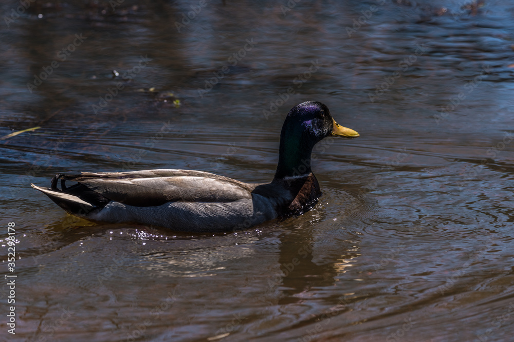 Male mallard duck closeup Male mallard duck closeup