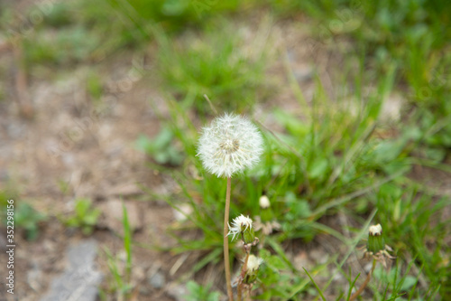 dandelion in the green grass nature