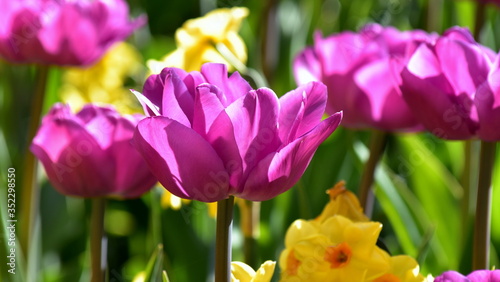 Fototapeta Naklejka Na Ścianę i Meble -  Image of blooming yellow daffodils of lilac terry tulips on a green background