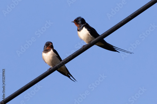 Two barn swallow (rustica hirundo) perched on a black cable in front of a blue background