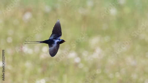 Portrait of a barn swallow (rustica hirundo) flying over green grass bokeh background in germany