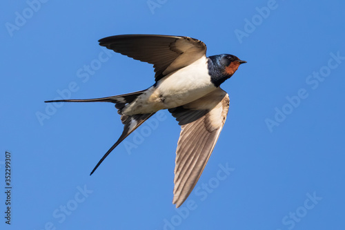 Portrait of a flying barn swallow (rustica hirundo) in front of blue background in germany