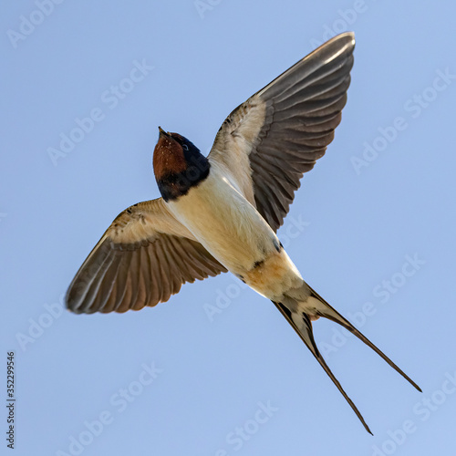 Portrait of a flying barn swallow (rustica hirundo) in front of blue background in germany