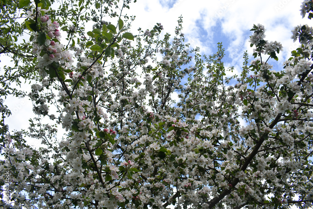 blossoming apple tree in spring blossoming apple tree in spring