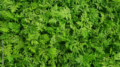 Natural background from beautiful grassy plants similar to green fern of different colors.