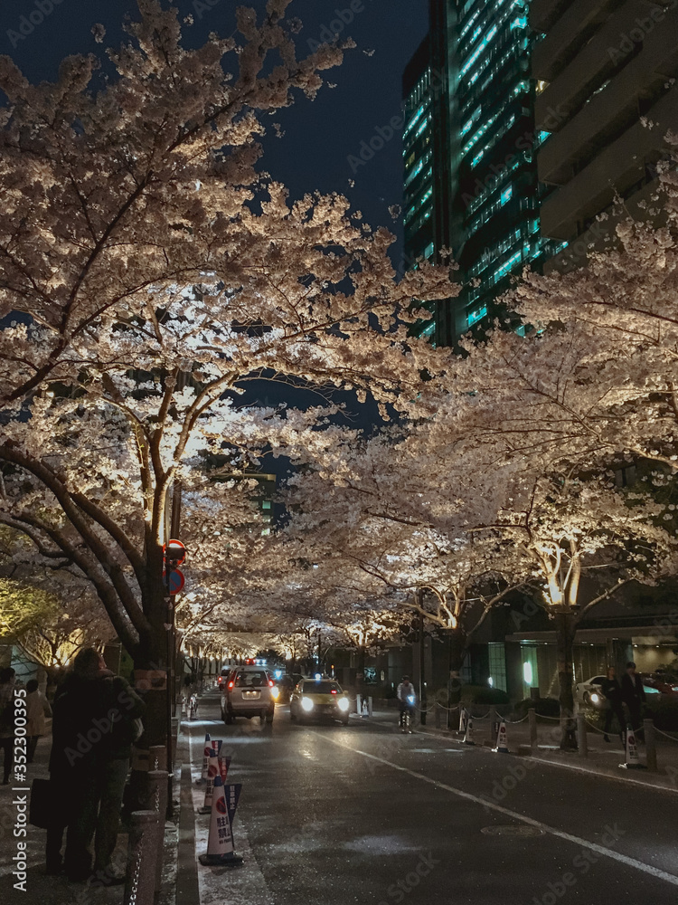 Obraz premium Sakura at night