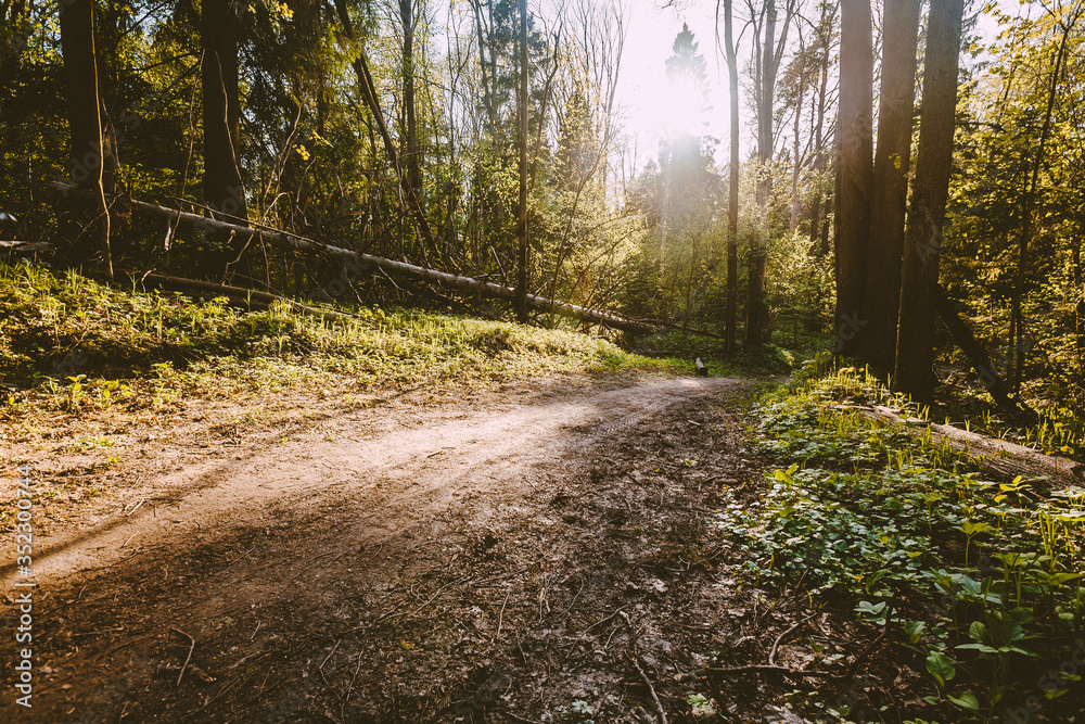 Beautiful nature at morning in the summer forest. Deep forest scene with shadows from sunlight. Natural background with green woods. Majestic forest landscape Beautiful nature at morning in the summer forest. Deep forest scene with shadows from sunlight. Natural background with green woods. Majestic forest landscape