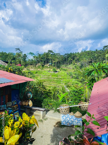 Bali rice terrace photo