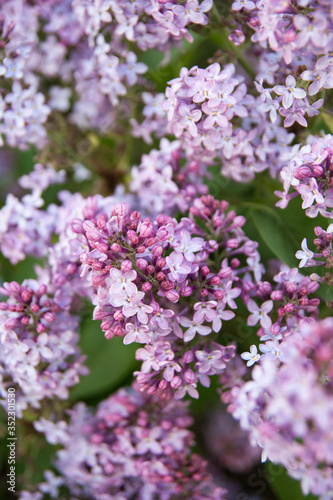 Spring branches of blossoming lilac