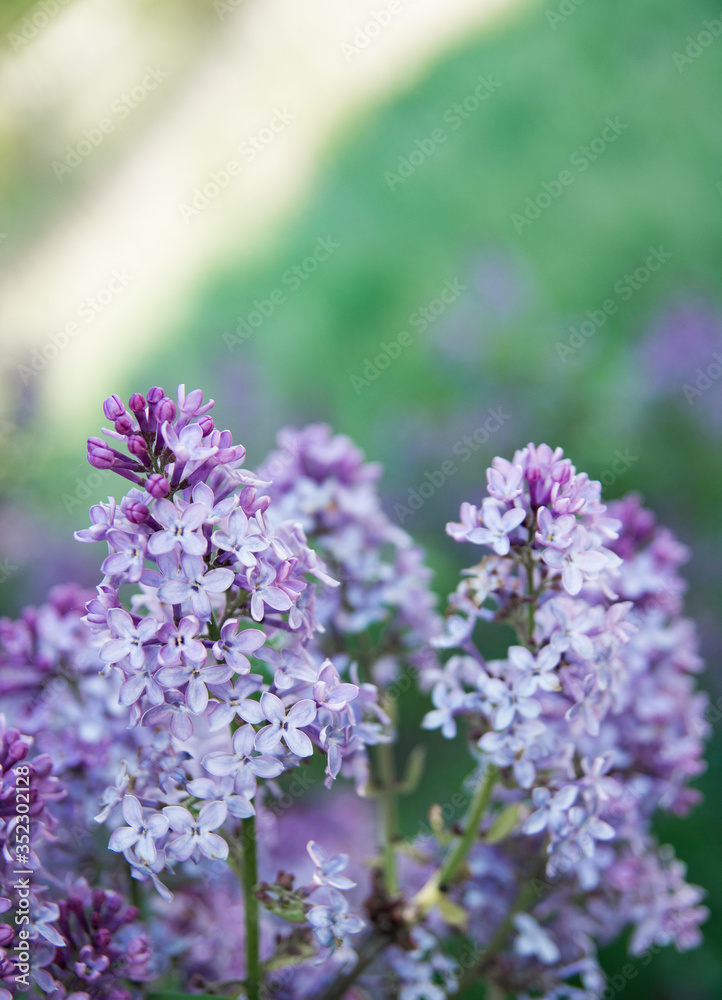 Fototapeta premium Spring branches of blossoming lilac