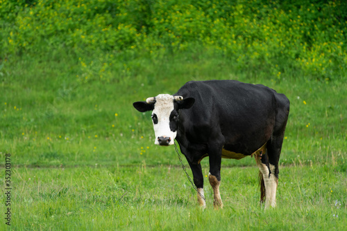 Cow is grazing on a green meadow.