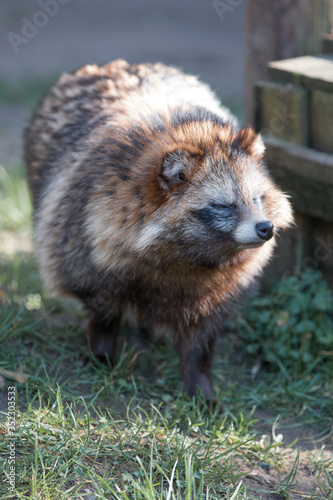 Raccoon Dog (in german Marderhund) Nyctereutes procyonoides