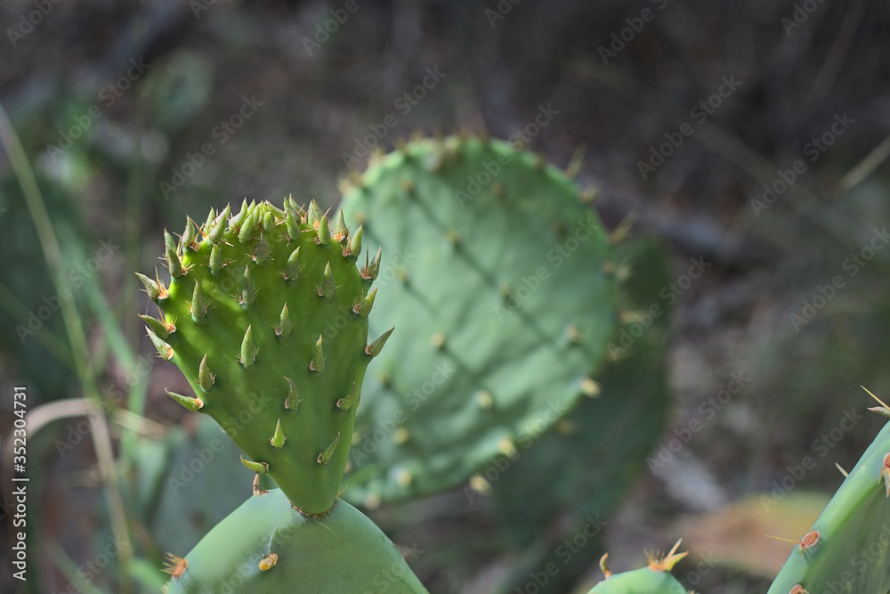 Fruiting prickly pear cactus close up of flowering blooms with out of focus background foreground in Texas desert. Fruiting prickly pear cactus close up of flowering blooms with out of focus background foreground in Texas desert.