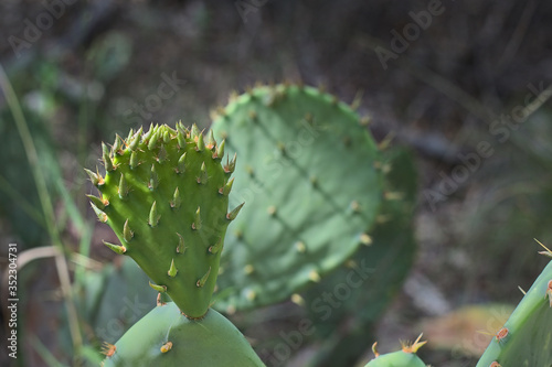 Fruiting prickly pear cactus close up of flowering blooms with out of focus background foreground in Texas desert.