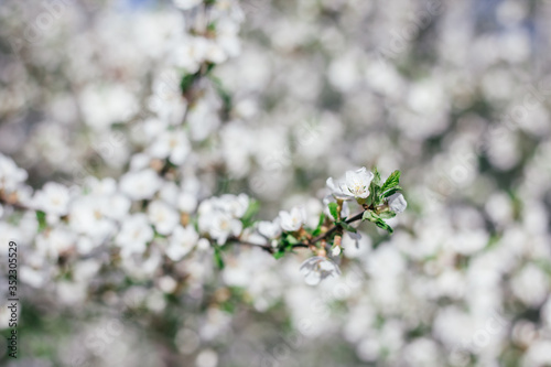 Blooming apple tree. Branches of a blossoming tree. Spring. White flowers on a tree