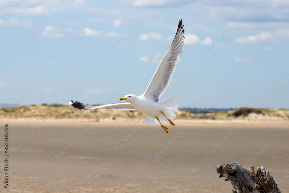 Naklejka premium seagull flying over the sea