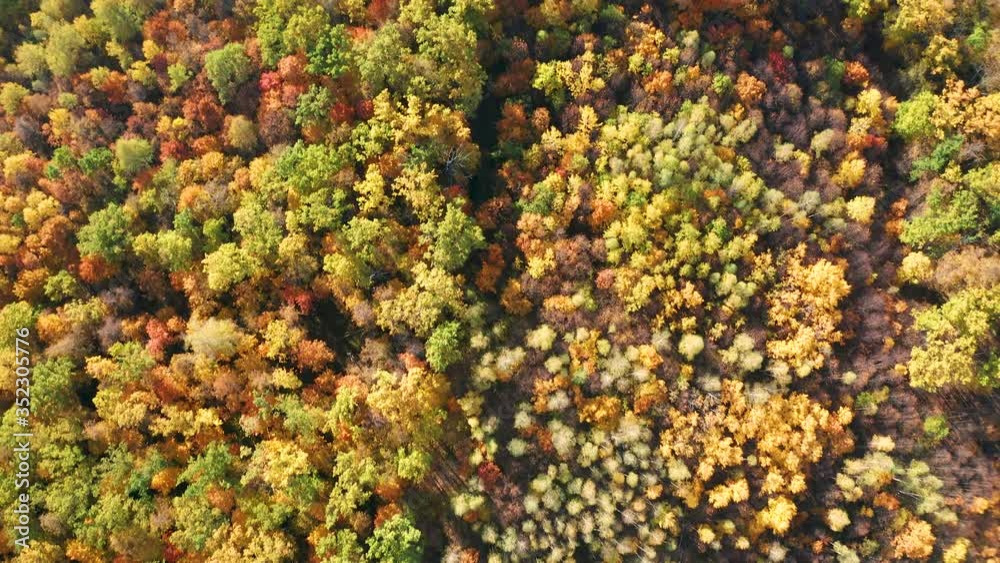 aerial drone flight over the tops of trees in a bright yellow autumn forest aerial drone flight over the tops of trees in a bright yellow autumn forest