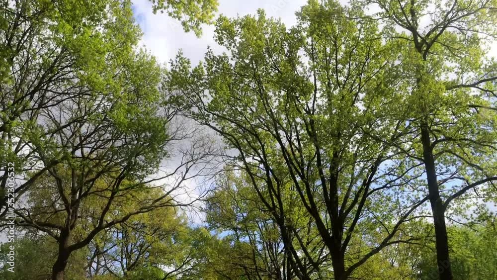 treetops in spring from below
treetops in spring from below