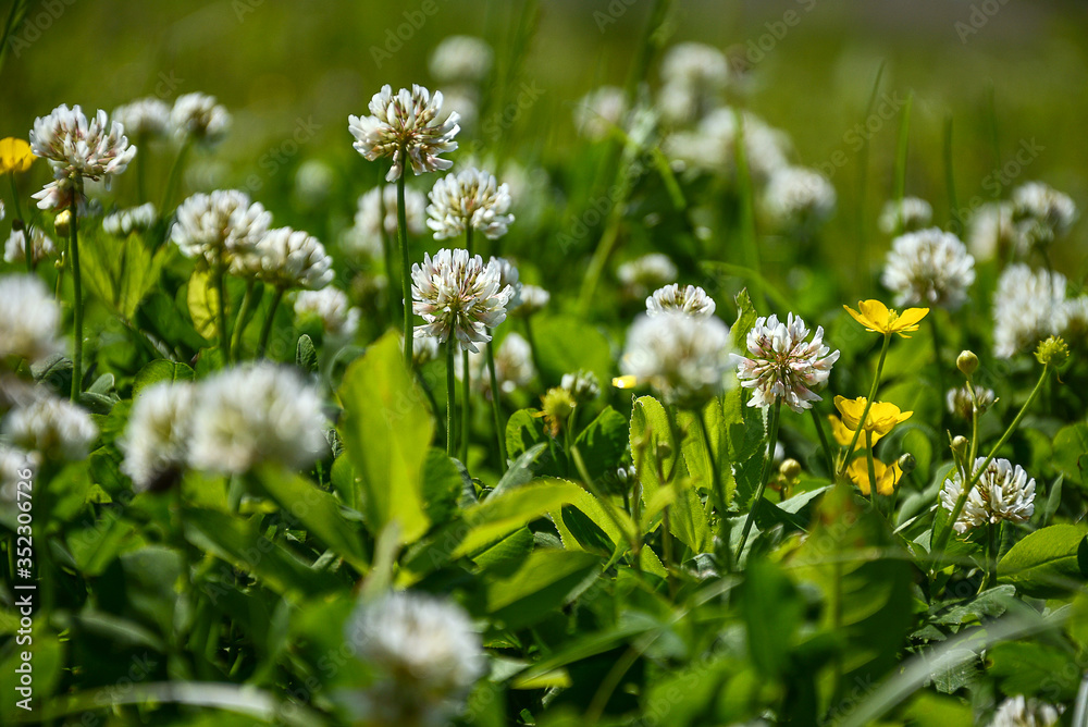 White clover grows in a sunny meadow. White clover grows in a sunny meadow.
