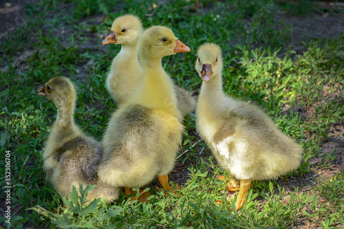 Yellow fluffy ducklings are in the meadow. © Svitlana