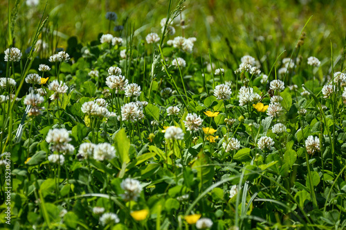 White clover grows in a sunny meadow.