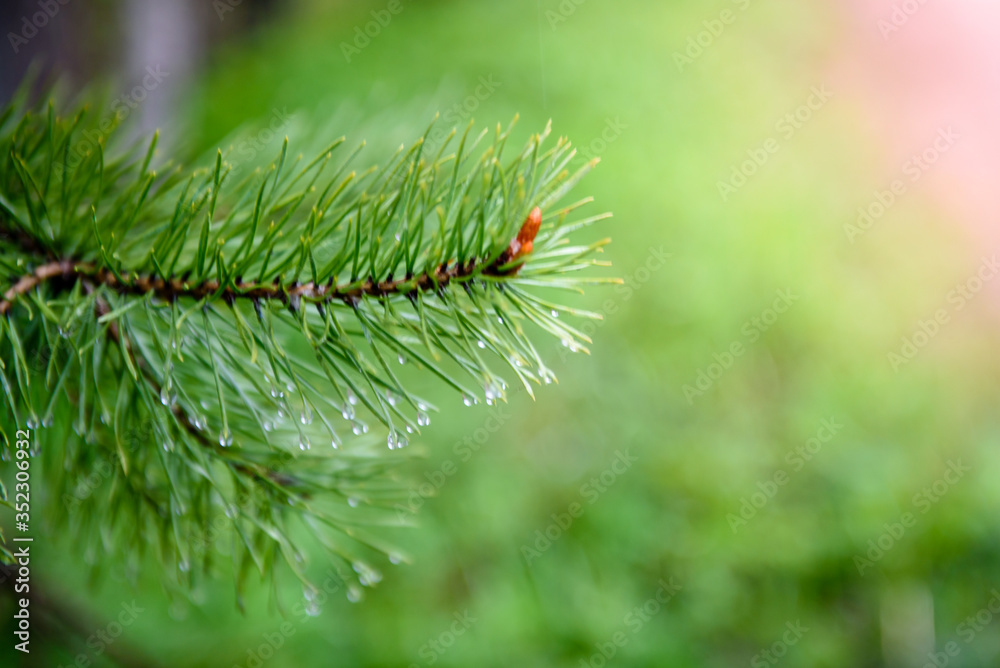 Raindrops on a spruce branch-close-up. Rainy weather.