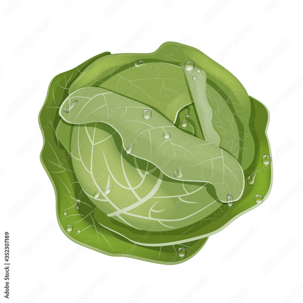 A head of fresh white cabbage in drops of rain or dew. The view from the top. Vector illustration isolated on a white background. In a realistic cartoon style. A head of fresh white cabbage in drops of rain or dew. The view from the top. Vector illustration isolated on a white background. In a realistic cartoon style.