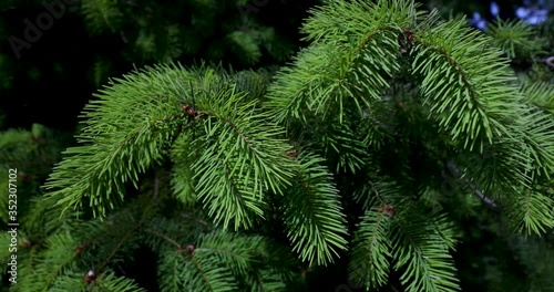 Vibrant Douglas Fir branches gently blowing in a spring breeze