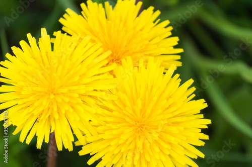 yellow-green juicy colors of spring or summer meadows. large flowers or inflorescences of dandelion. close-up, blurry background.