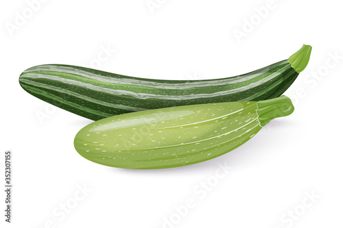 vegetable marrow and zucchini, two varieties. Fresh vegetables isolated on a white background. Vector illustration.