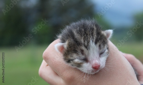 kitten in hand