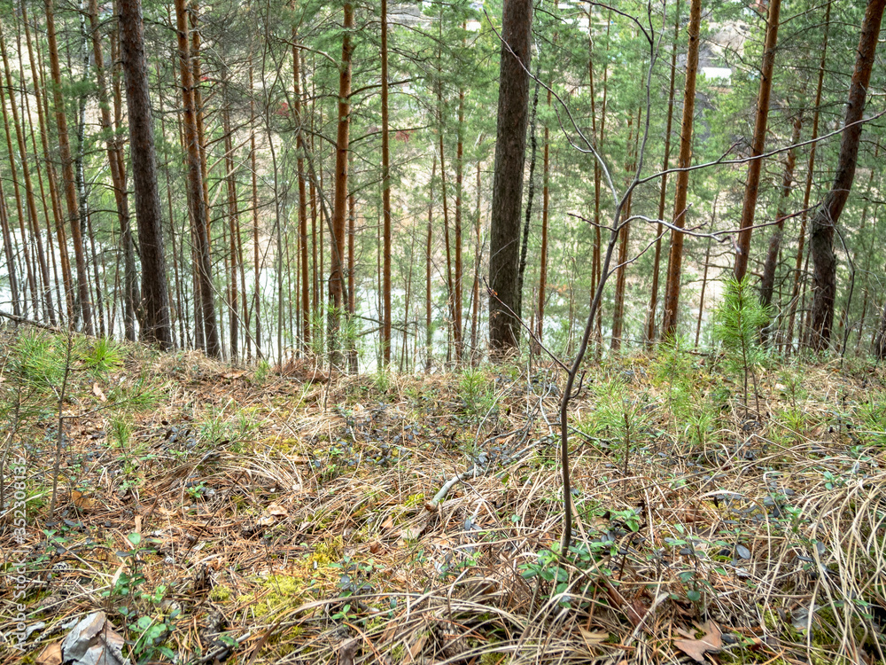 Footpath in the coniferous forest from Ural Mountains. Footpath in the coniferous forest from Ural Mountains.