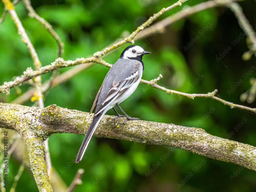 Bachstelze (Motacilla alba) auf einem Ast vor grünem Waldhintergrund Bachstelze (Motacilla alba) auf einem Ast vor grünem Waldhintergrund