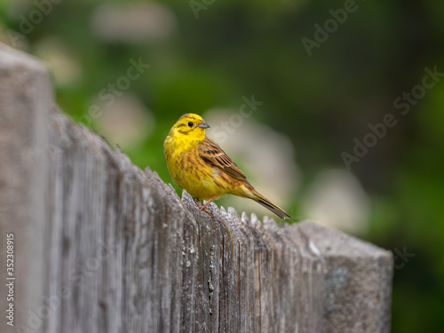 Goldammer (Emberiza citrinella) auf einem Gartenzaun mit Unschärfe im Vordergrund und Hintergrund und grün-, weißem Bokeh photo