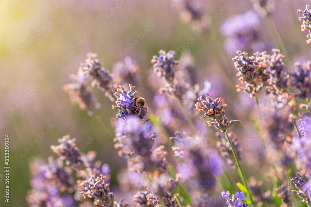 Fototapeta premium Blooming lavender in a field at sunset.