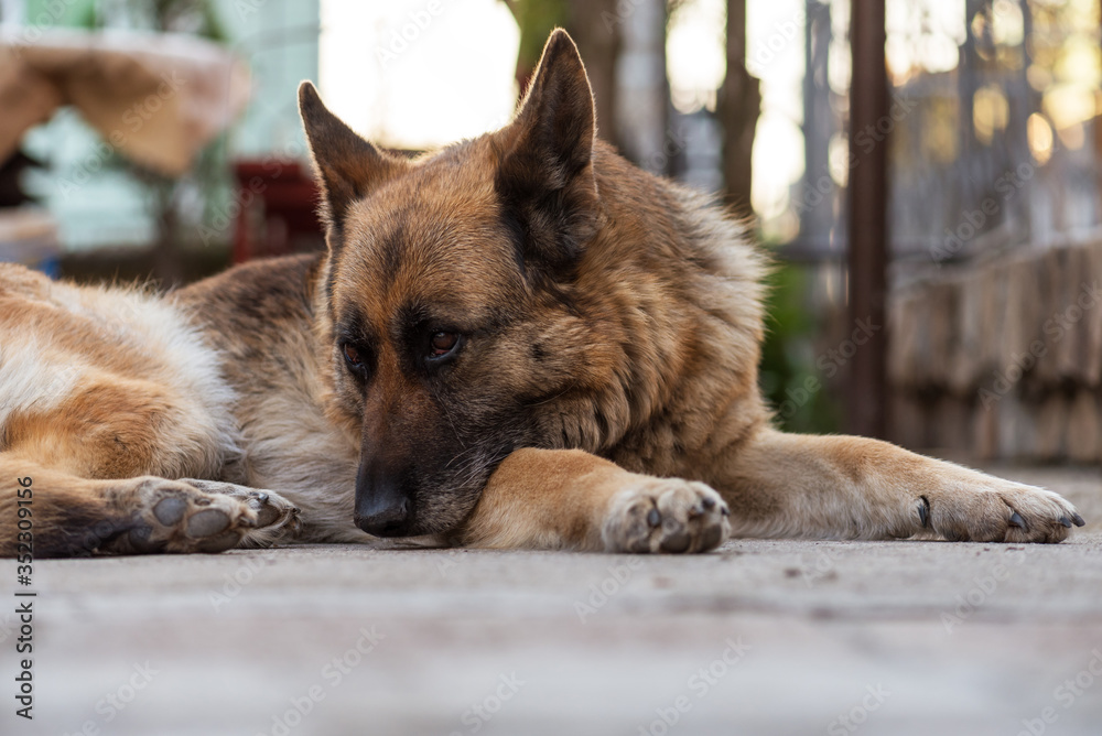 Naklejka premium German shepherd close view on face.