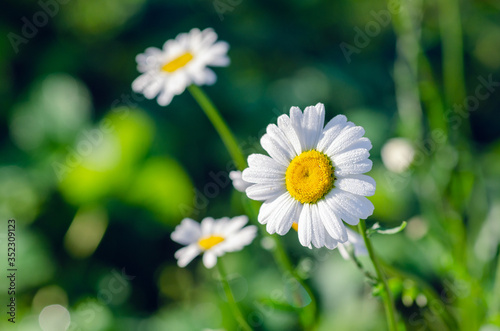 Chamomile flower with dew drops on white petals  close up